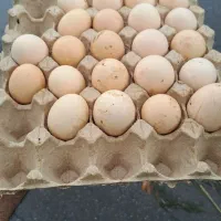 تخم مرغ محلی نطفه دار تازه روزانه تحویل در محل