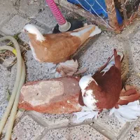 کبوتر|پرنده|مراغه, |دیوار