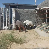 بره|حیوانات مزرعه|گزیک, |دیوار