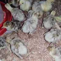 جوجه بوقلمون ۱۲ روزه و ۴ روزه برنز و بوربون