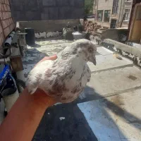 کبوتر