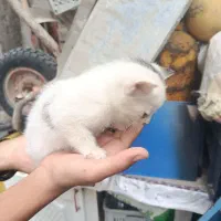 گربه