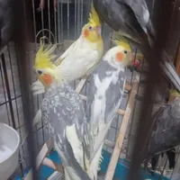 عروس هلندی دستی رام چن تا نروماده