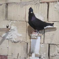 کبوتر زاغ دمسفید