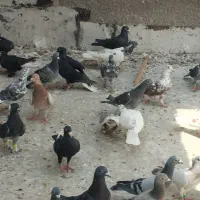 کفتر