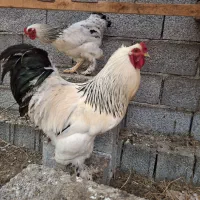 خروس برهما لایت