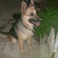 سگ ژرمن