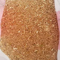 فروش گندم قرمز