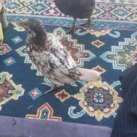 جوجه سیبرایت