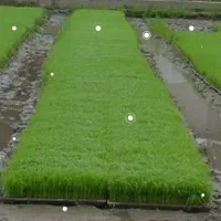 فروش توم