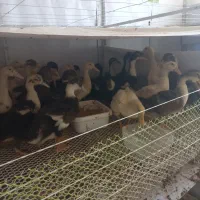 نیمچه اردک اسرائیلی و پکنی