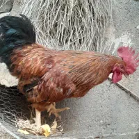 خروس جوان