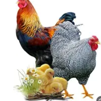 مرغ و خروس