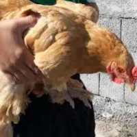 مرغ برهما بلک و بوف و لایت