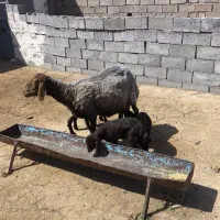 میش هترو با بره ماده