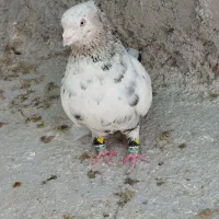 سینه سرور