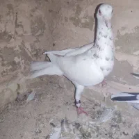کبوتر خارا نر