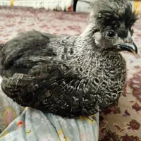 جوجه مرغ خونگی کاکلی خوشگل اسمشومیشناسه