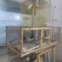 جفتگاه‌کبوتر