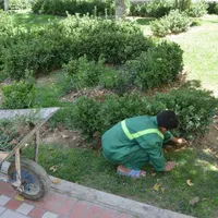 نیروی کارگر فضای سبز|استخدام سرایداری و نظافت|یزد, |دیوار