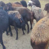 گوسفند قزل