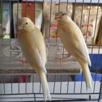 قناری‌۴ماهه       نژادقرمز