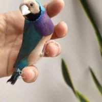 فروش 60 عدد فنچ گلدن  رنگین کمان