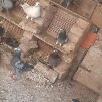 کبوتر فروشی