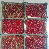 آلبالو ریز رسمی ترش