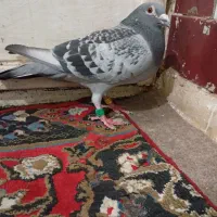 نرجانسن گرفتی پارسال