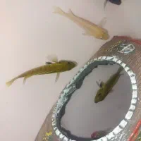 سیچلاید ماکرو