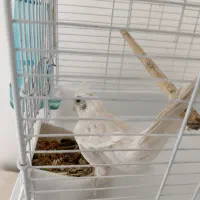 عروس هلندی