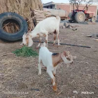 بزه کهره