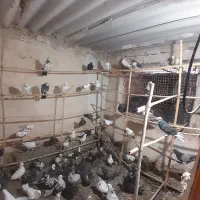 کبوتر فروشی