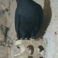 ۲ عدد کبوتر