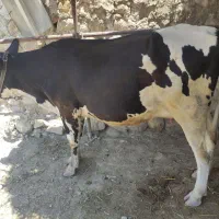 فروش گاو