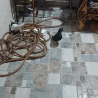 دو کبوتر دوم سفید و طوقی