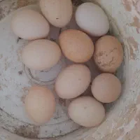 تخم لاری