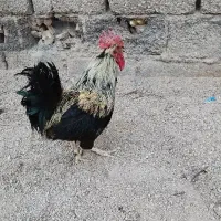خروس