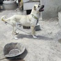 سگ سرابی|سگ|سراب, |دیوار