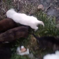 سگ هاسکی