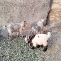 دو عدد بز و یه بیگ.و میش