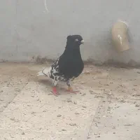 کبوتر کله سیاه جفت آماده