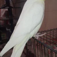 عروس هلندی سخنگو