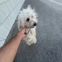شیتزو|سگ|اردبیل, |دیوار