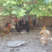 مرغ تخم گذار