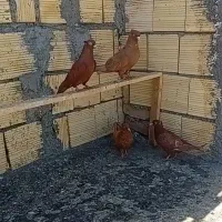 کبوتر