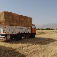 کلش گندم
