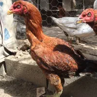 خروس لاری مرغ لاری