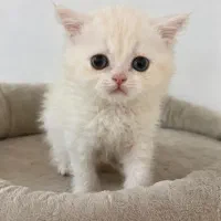 بچه گربه بریتیش دوماهه